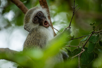 Young vervet monkey poking mouth with a twig