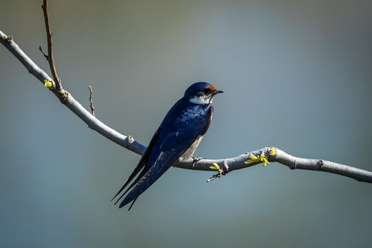 African black swift perched on a branch