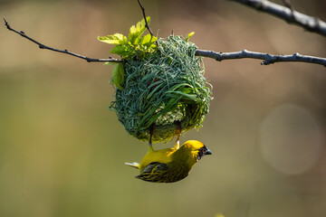 Yellow masked weaver weaving a nest