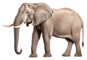 PNG Side view photo of elephant wildlife animal mammal.