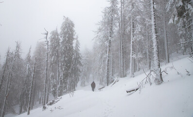 winter wonderland with snowy fir trees in the mountains