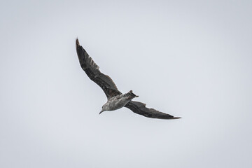 Gaivotas a voar sobre a Ria de Aveiro, Portugal