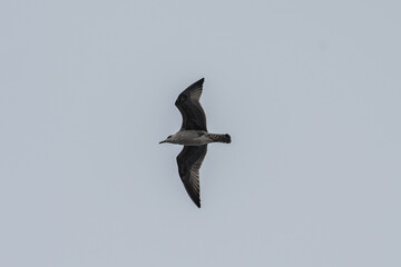 Gaivotas a voar sobre a Ria de Aveiro, Portugal
