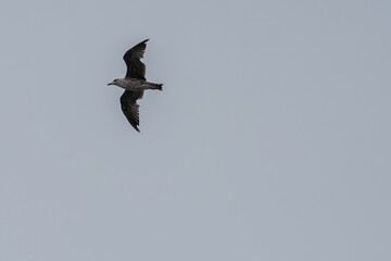 Gaivotas a voar sobre a Ria de Aveiro, Portugal