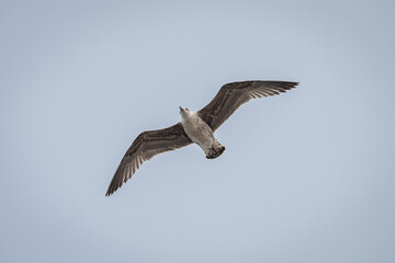 Fototapeta premium Gaivotas a voar sobre a Ria de Aveiro, Portugal