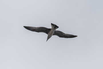 Gaivotas a voar sobre a Ria de Aveiro, Portugal