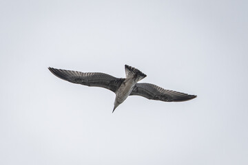 Gaivotas a voar sobre a Ria de Aveiro, Portugal