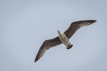 Gaivotas a voar sobre a Ria de Aveiro, Portugal
