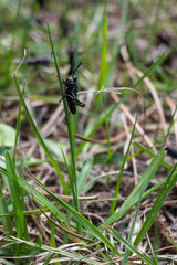 Fototapeta premium Black And Blue Grasshopper On A Blade Of Grass