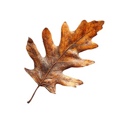 Naklejka premium Autumn dry oak leaf with visible veins, isolated on transparent cutout background