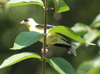 goldfinch on a branch
