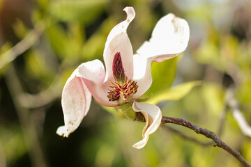 Magnolia flower blooming on green background. Magnolia flower in the spring garden, last bloom....