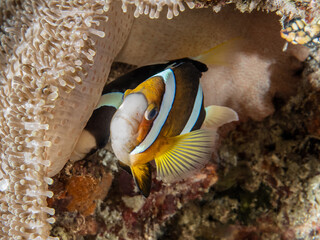 Clarkii Clownfish (Amphiprion clarkii)