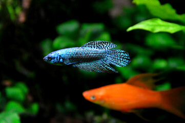 A beautiful siamese fighting fish or blue alien betta fish. It is a fish native to Asia, popular...