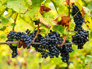 Fototapeta premium Reife Weintrauben an den Reben