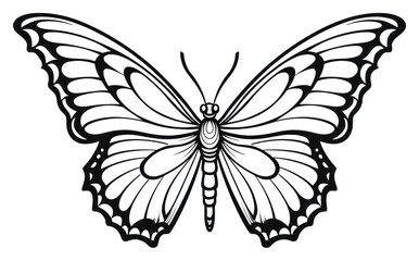 PNG Butterfly sketch drawing animal.