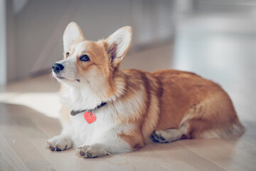 Portrait of a charming Pembroke Corgi dog