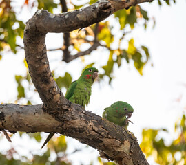 Maracana parakeet (Psittacara leucophthalmus) known as periquitão, araguaí, araguari or aracatinga. Wild green bird