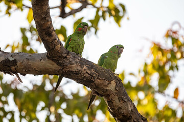Maracana parakeet (Psittacara leucophthalmus) known as periquitão, araguaí, araguari or aracatinga. Wild green bird