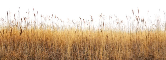 PNG Dried grass meadows landscape nature space.