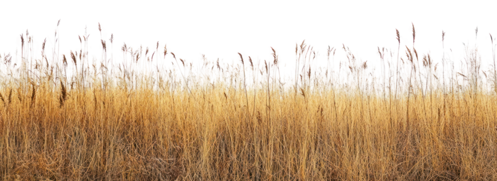 PNG Dried grass meadows landscape nature space.