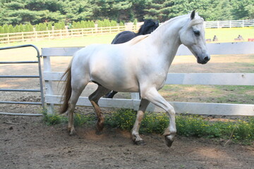 Obraz premium A graceful white horse trots elegantly in a sunny paddock surrounded by green trees and a white fence in the countryside