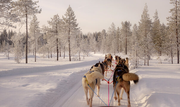 Husky sled team journeying through snowy Rovaniemi
