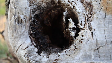 Dead tree with large tree hollow