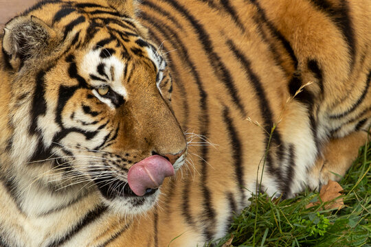 Up-close portrait of Sumatran tiger licking its lips