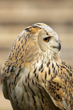 Detailed close-up of an eagle owl in natural setting