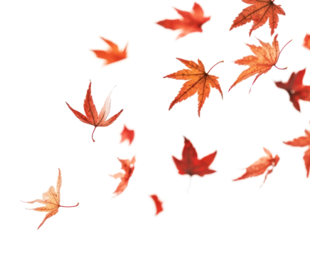 PNG Maple leaf petals floating leaves background autumn.