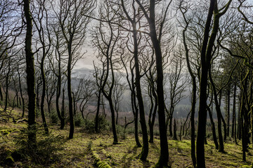 Fototapeta premium trees in the morning
