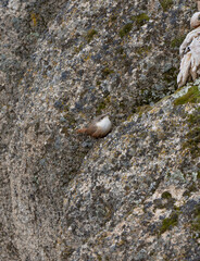 bird on rock