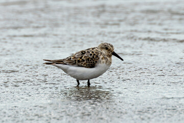 Sanderling (Calidris alba), common on sandy beaches and coastal areas, spotted on Bull Island, Dublin