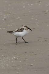Sanderling (Calidris alba), common on sandy beaches and coastal areas, spotted on Bull Island, Dublin