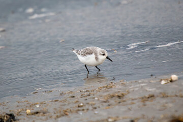 Sanderling (Calidris alba), common on sandy beaches and coastal areas, spotted on Bull Island, Dublin