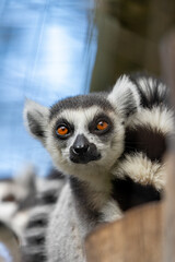 Ring-tailed Lemur (Lemur catta), common in dry forests and scrublands of Madagascar