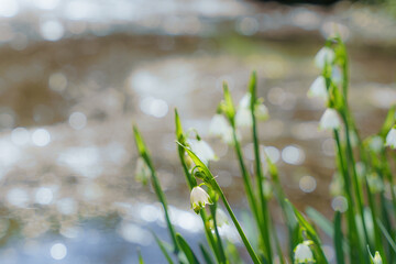 Spring Snowflakes Blooming By A Peaceful Pond In Spring