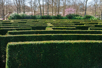 Lush Green Hedge Maze In A Sunny Garden