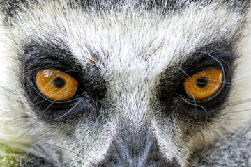 Naklejka premium Ring-tailed Lemur (Lemur catta), common in dry forests and scrublands of Madagascar