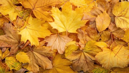 Fototapeta premium It offers a close-up view of the texture of the yellow foliage as well as the background from autumn fallen leaves.