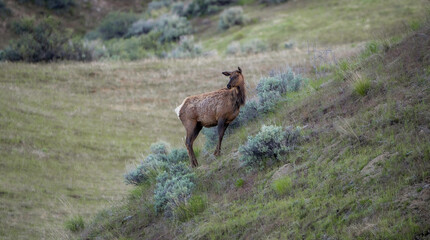 elk in the grass