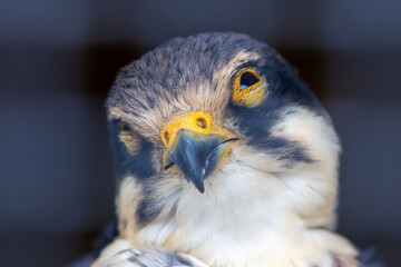 Eurasian Hobby (Falco subbuteo), common in open woodlands and wetlands across Europe and Asia