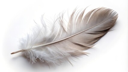 Obraz premium Single grey feather is lying on a white background, creating a delicate and minimalist composition