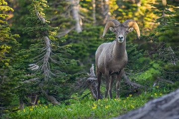 Obraz premium Bighorn Sheep in Glacier Natinonal Park