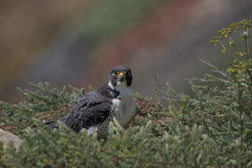 Adult peregrine falcon Falco peregrinus staring looking sitting bushes blurred colored flowers