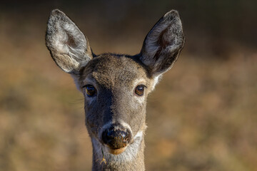 Close-up deer doe cervidae head face staring looking brown background