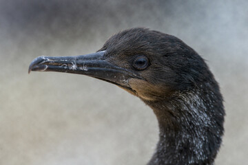 Close up of juvenile Brandt's cormorant (Phalacrocorax penicillatus) with blurred background, space for copy.