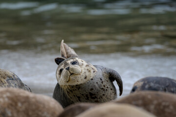 Young seal pup with baby fur amongst colony at La Jolla cove