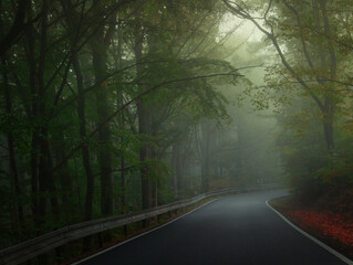 Creepy mysterious green foggy forest during autumn day with asphalt road and green foliage